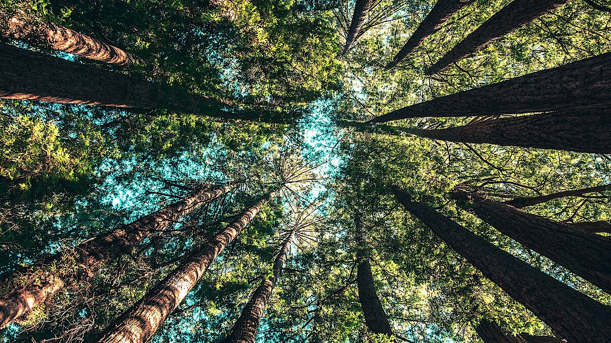 Für einen starken und klimaresistenten Wald